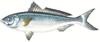 Australian Salmon