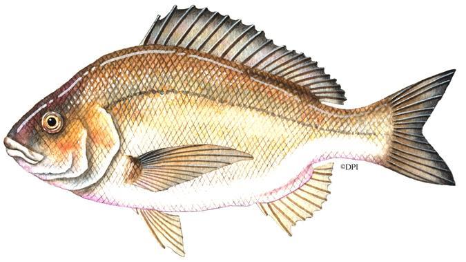 Black Bream