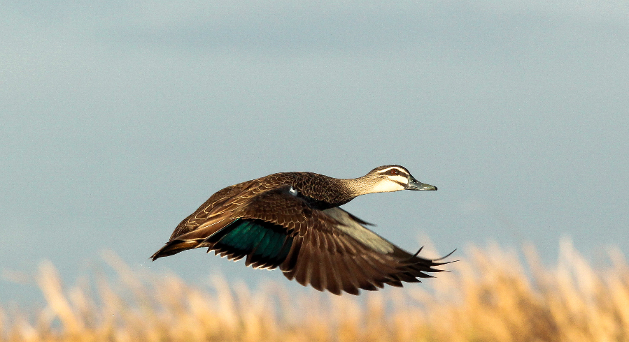 Black Pacific Duck