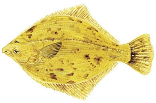 Flounder