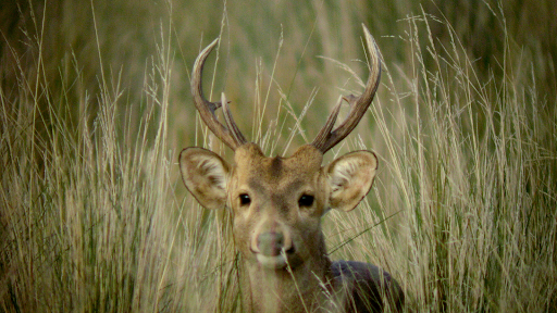 Hog Deer