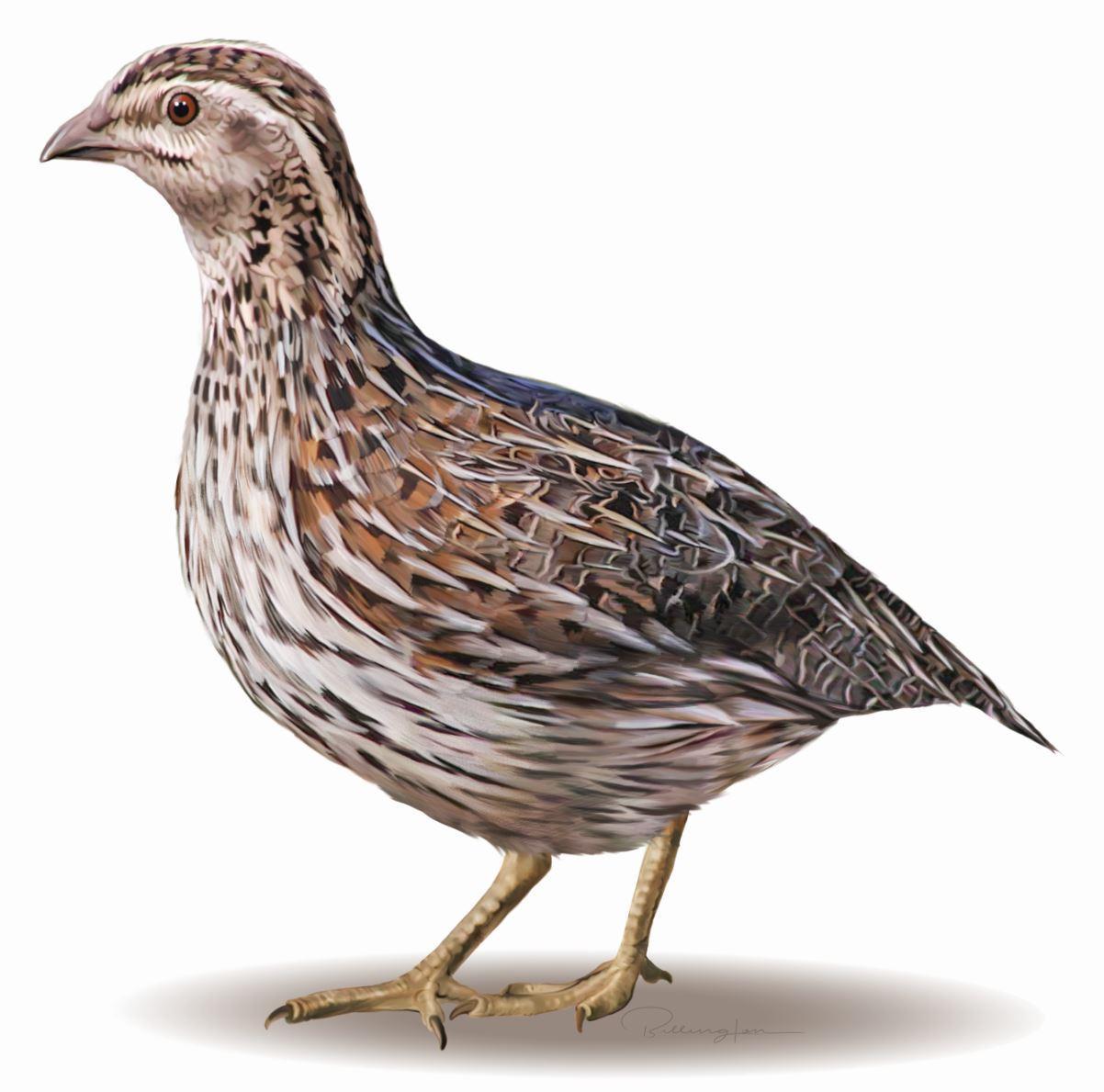 Stubble Quail Female