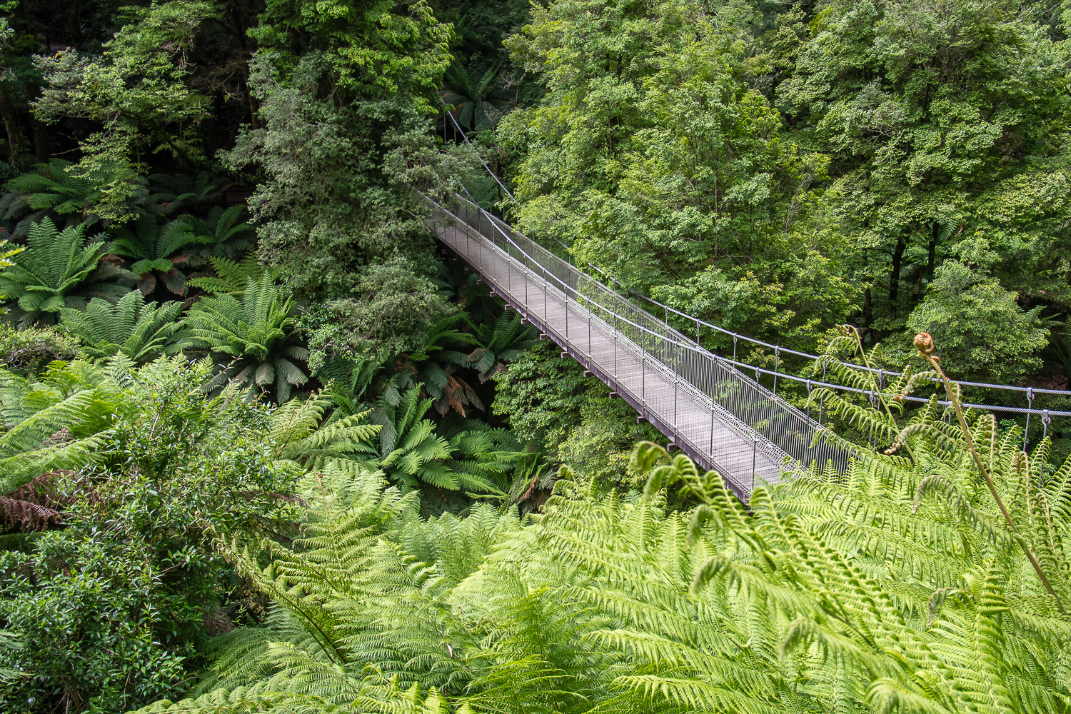 Tarra Bulga Foot Bridge